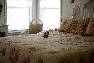 Hounds Tooth 4*